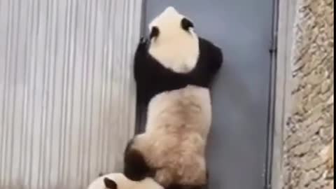 The following Panda: you are too heavy #panda #lovely