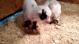 Update on Nigerian Dwarf Goat Doe Lapis and Her Twin BLUE EYED DOELINGS