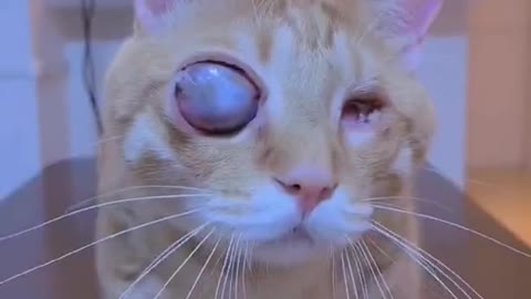What's wrong with the cat? Are your eyes going blank?