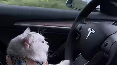 Unbelievable 😱 the cat driving