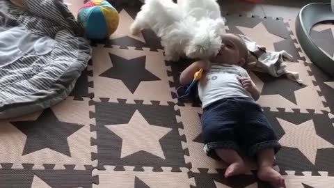 Two Maltese Puppies Play With Baby