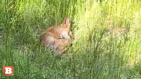 Sleepy Fox Takes a Nap in a Backyard