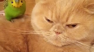 Playful Parrot Loves To Jump And Climb On Kitty Best Friend