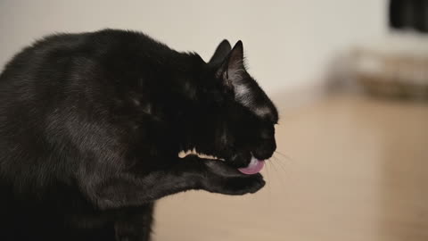 Cat licks its paw
