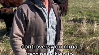 Pharmaceutical companies are developing vaccines for livestock