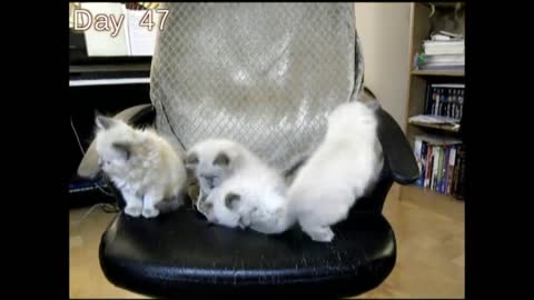"Kittens Time Lapse" 50 days in 5 minutes!!
