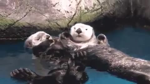 Adorable Otter Couple Holding Hands Is #RelationshipGoals