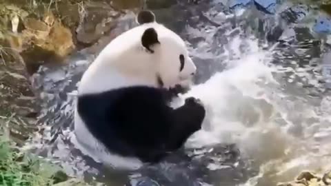 Sweet funny Panda in water