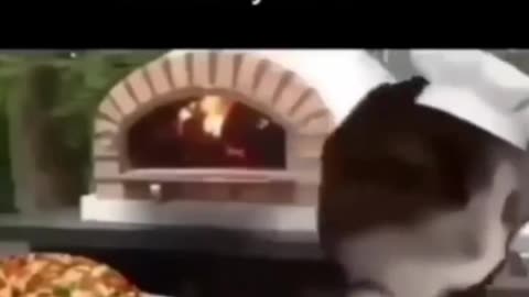Funny cat video 😹 || cat making pizza 🍕