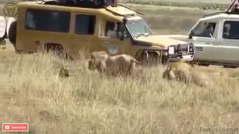 Lions Playing With A Paralyzed Hyena | Animal Planet | Savage Kingdom |