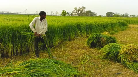 Village Natural Life In India | Farmer Life In Uttar Pradesh India | Daily Routine In UP Village