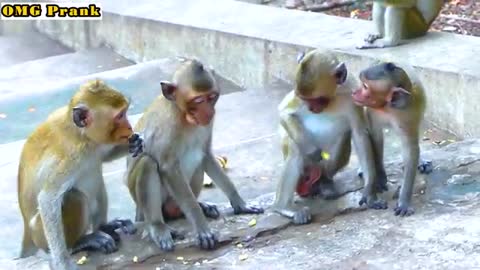 Monkeys VS Laser Pointer So Funny