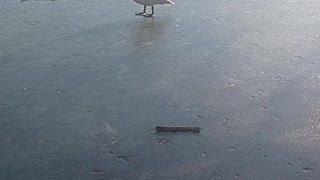 Swan walking on the ice