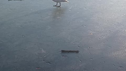 Swan walking on the ice