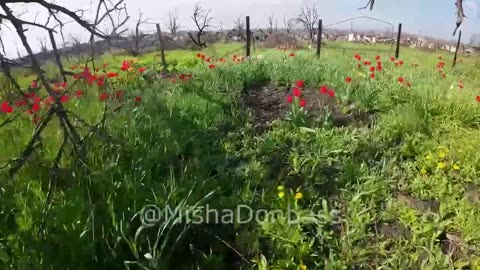 Misha's drone work - RIP - Here we see flowers growing where before there had been major fighting