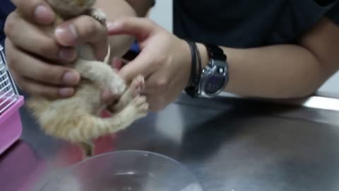 2 4-week-old kittens' have very big abdomen Pt 1