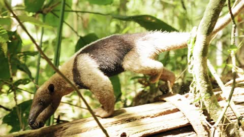Slow Motion Footage Of Anteater Going Down From A Branch