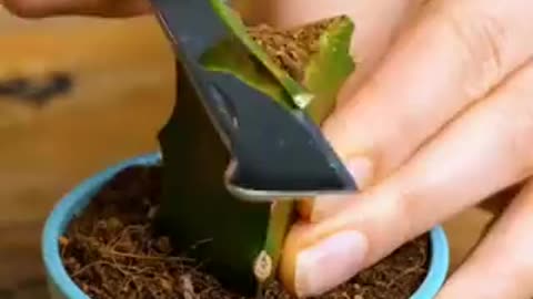 Gardening hack