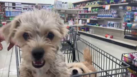 Three Beautiful Puppies In A Shopping Cart