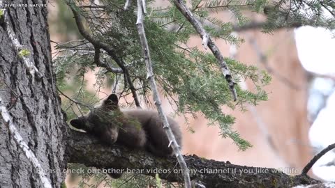 Adorable Black Bear Cub in Sequoia & Kings Canyon National Parks - California