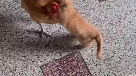 Rooster And Cat's Friendly Fight #shorts #viral #shortsvideo #video