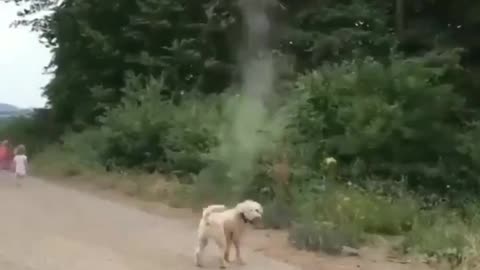 Brave puppy destroys Tornado and saves the planet !