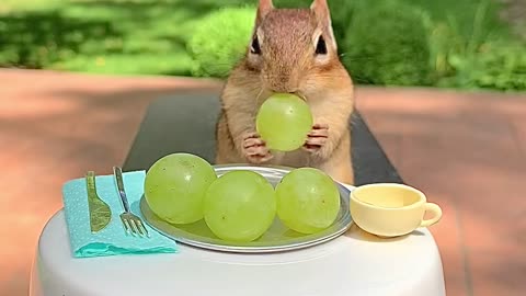 Chipmunk Has Lovely Patio Lunch