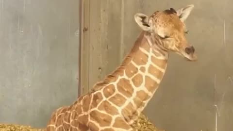 New born giraffe😘 isn't sure what to do with his neck while taking a nap!
