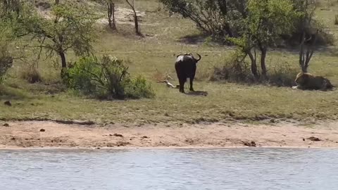 Lion and Crocodile Fight for Meal.