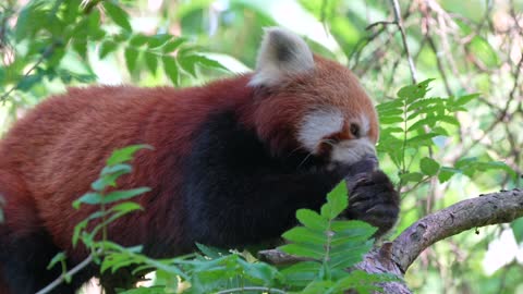 cute animal red panda