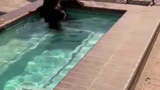 Bear cools off in hot tub during California heatwave