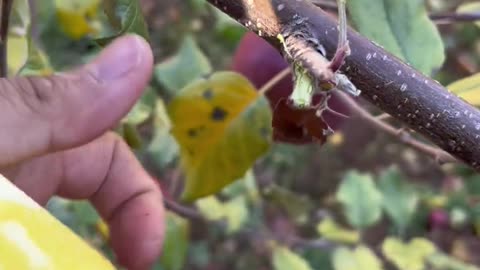 Discover the Real Apple cutting