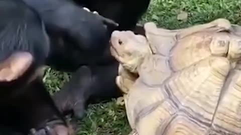 Monkey and Turtle Friendship