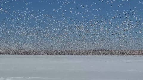 Blizzard of Snow Geese