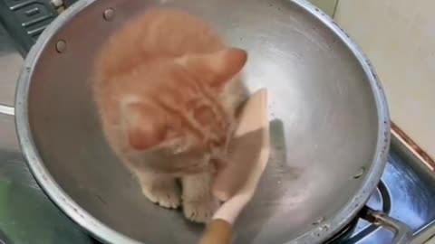 cooking cat in the pot hahaha