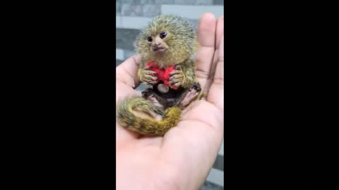Worlds smallest monkey - Pigmy Marmoset, Western Thailand