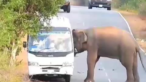Elephant 🐘 Attack