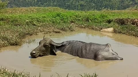 Buffalo relaxing in village 🤗