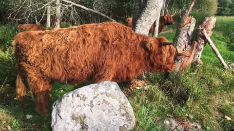 Scottish Highland Cattle In Finland Big calves