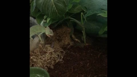 Awesome veiled chameleon catches cricket with super long tongue.