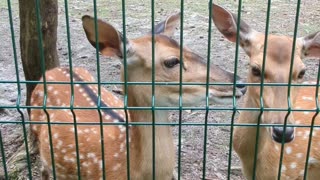 Curious deer