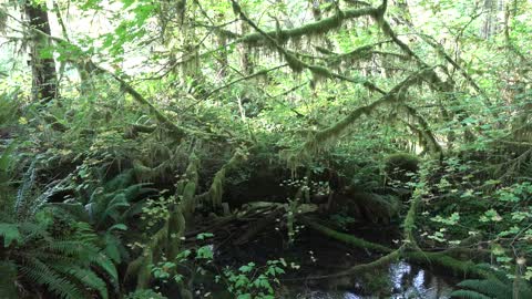 Hoh Rainforest, Olympic NP, Washington, USA [Amazing Places 4K]
