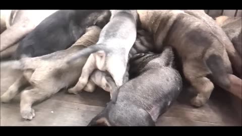 Dog feeds milk to dozens of its children in a cage