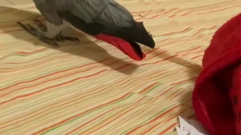 African Grey Destroys Homework