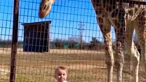 Curious Giraffe Gives Kiddo Kisses