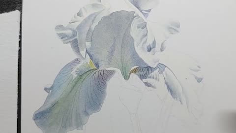 [Watercolor] White Iris in Summer Flower Story System Lesson 9