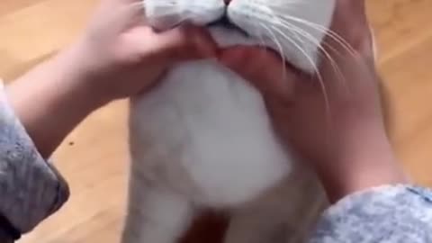 petting a beautiful cat
