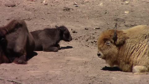 White Bison Stained Red By Dust At Dogwood Canyon