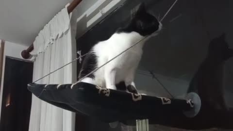 cat chews through one of the support strings