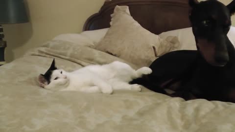 Pancake the kitten loves his Doberman